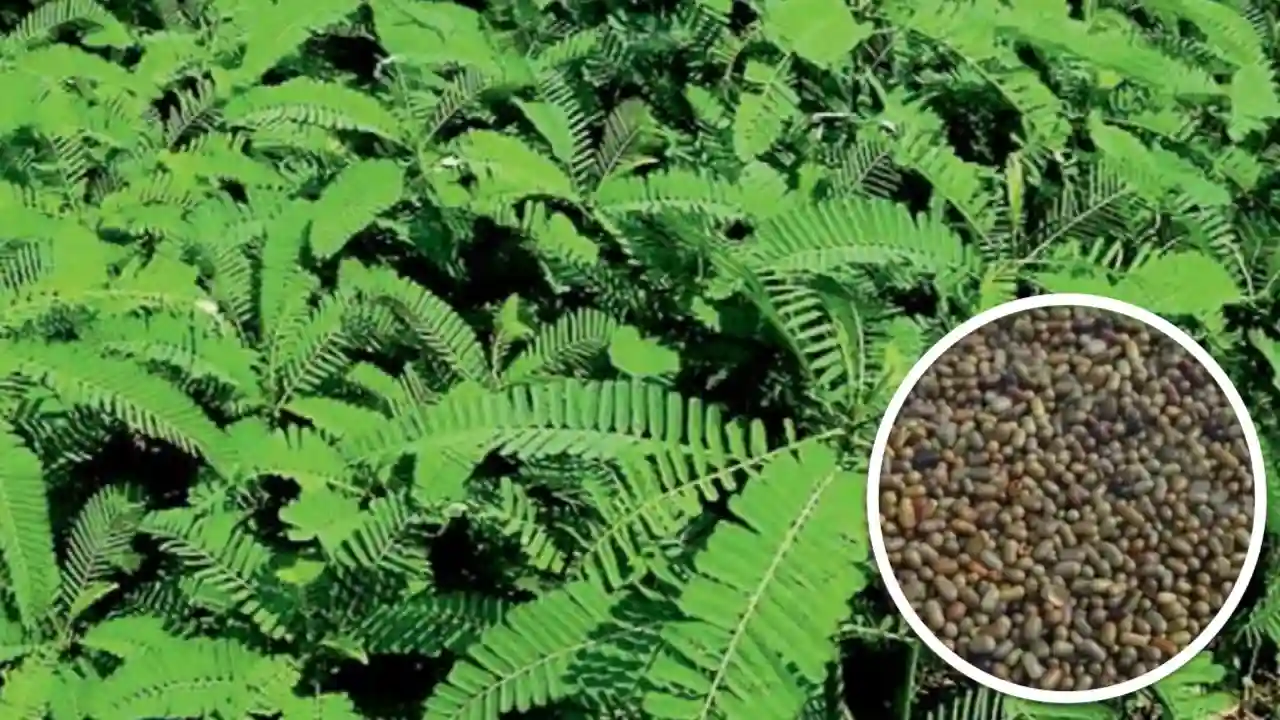 Haryana government is giving ₹ 1000 per acre for growing Dhaincha