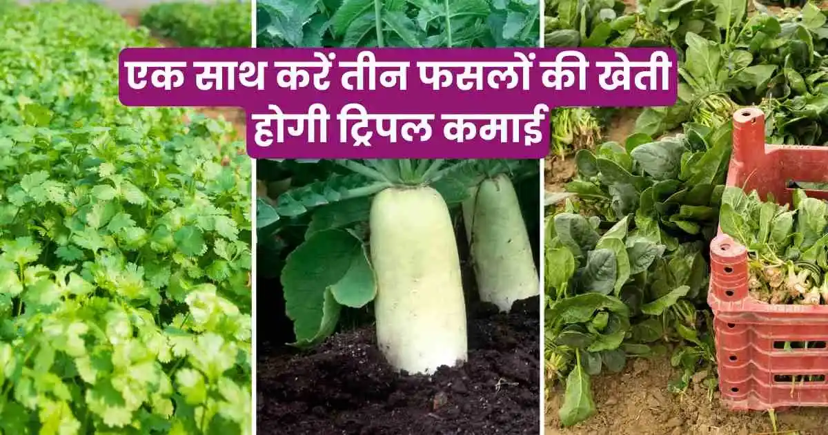 यूपी के इन किसानों ने कर दिखाया कमाल, एक साथ कर रहें तीन फसलों की खेती हो रही ट्रिपल कमाई