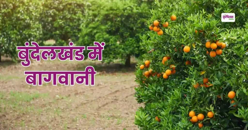 Horticulture in Bundelkhand