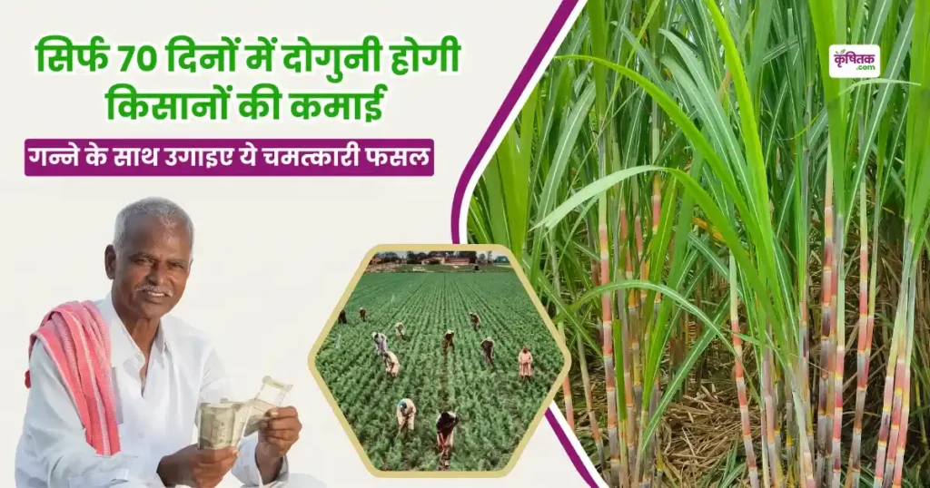 सिर्फ 70 दिनों में दोगुनी होगी किसानों की कमाई! गन्ने के साथ उगाइए ये चमत्कारी फसल