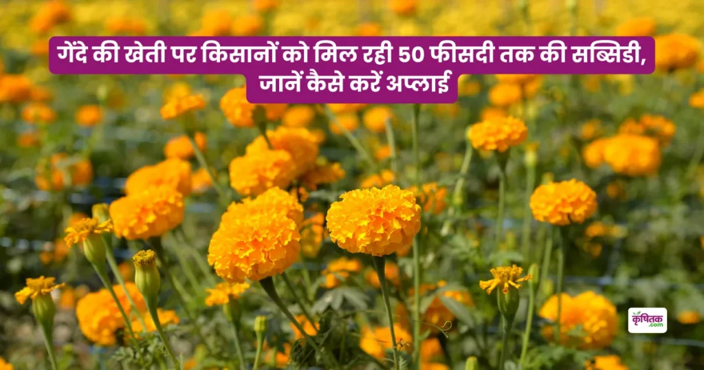 genda phool ki kheti par subsidy