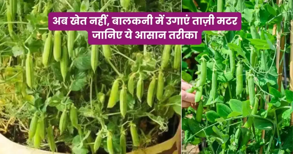 ghar par hari matar ugane ka aasan tarika