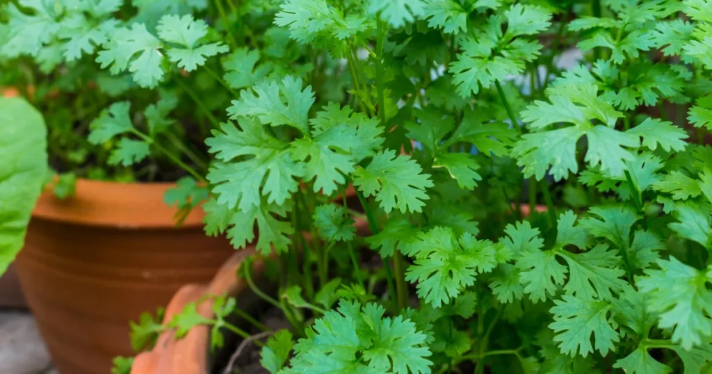 Gardening Tips: घर पर उगाएं शुद्ध हरा धनिया बिना खर्च के, बस अपनाएं ये आसान घरेलू तरीका