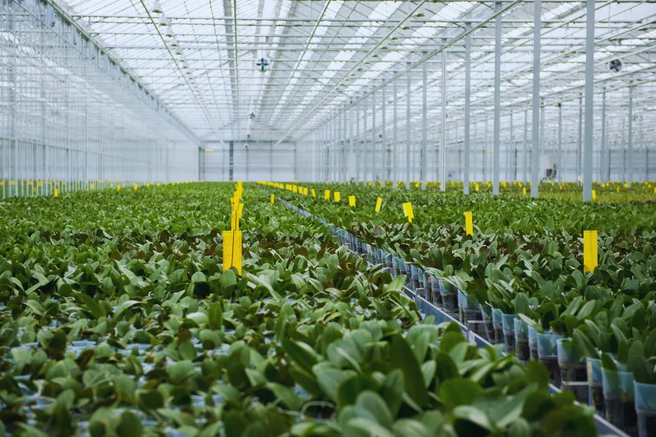 अब नो टेंशन, सिर्फ बंपर प्रोडक्शन! जानिए वो 6 जादुई कृषि तकनीकें जो बदल देंगी किसानों की किस्मत और बढ़ाएंगी फसल उत्पादन