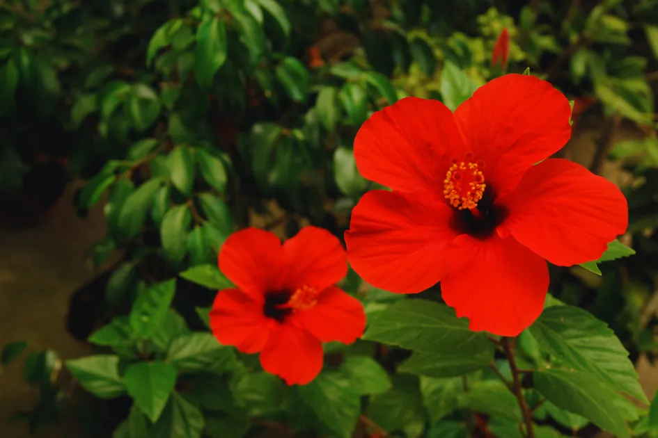 Monsoon Gardening Tips: घर का बागीचा खिल उठेगा बारिश में, लगाएं ये खास पौधे जो देते हैं रंग, रूप और ताजगी