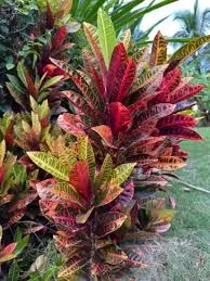 Codiaeum Variegatum
