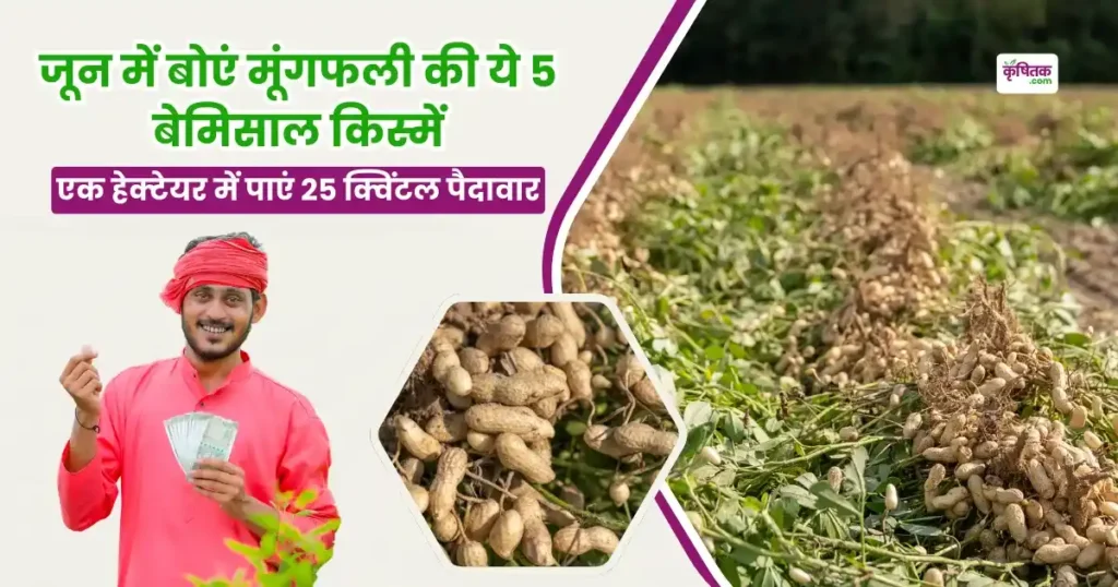 जून में बोएं मूंगफली की ये 5 बेमिसाल किस्में, एक हेक्टेयर में पाएं 25 क्विंटल पैदावार!