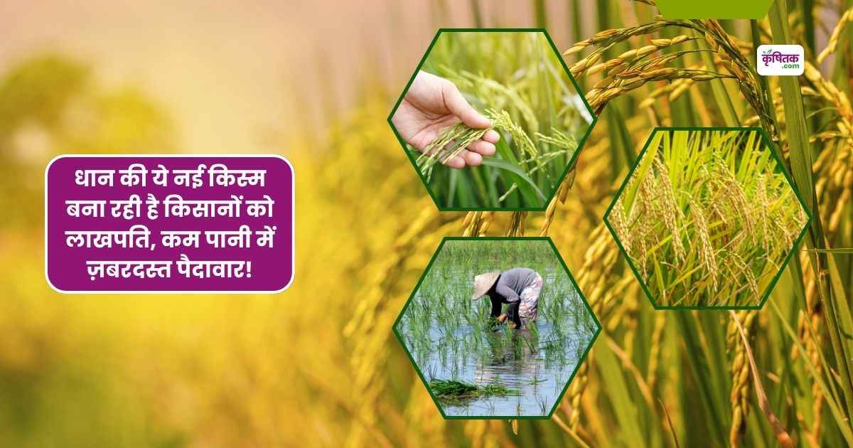 kam pani men dhan ki betrain kismen