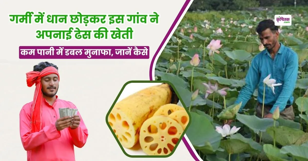 कमल ककड़ी की फसल