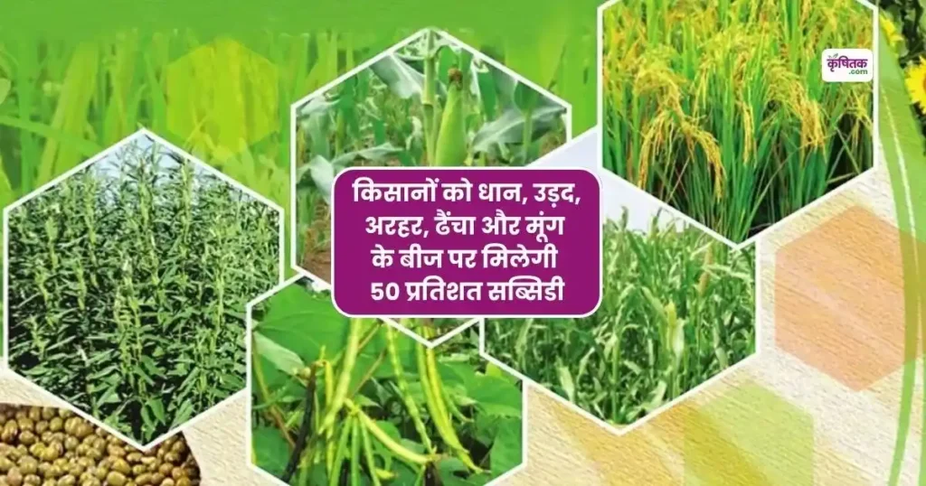 किसानों को धान, उड़द, अरहर, ढैंचा और मूंग के बीज पर सरकार दे रही 50 प्रतिशत सब्सिडी