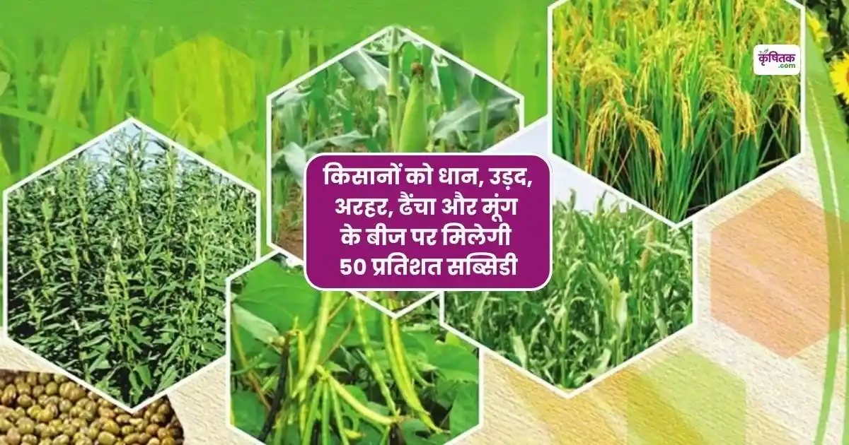 किसानों को धान, उड़द, अरहर, ढैंचा और मूंग के बीज पर सरकार दे रही 50 प्रतिशत सब्सिडी