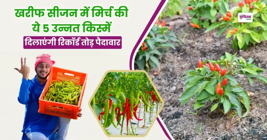 Top 5 varieties of chilli for Kharif season cultivation