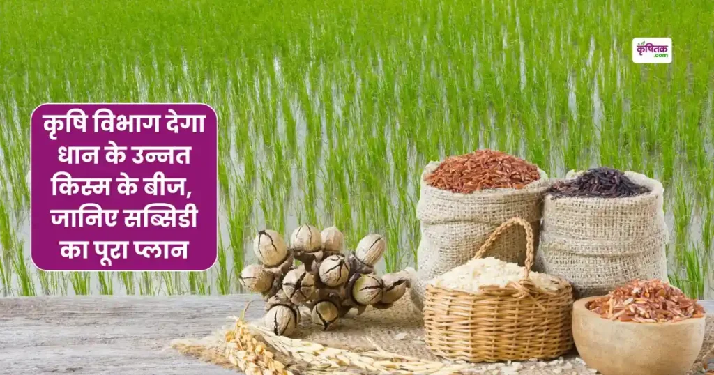 कृषि विभाग देगा धान के उन्नत किस्म के बीज, कृषि अधिकारी बोले किसान 15 जून से 15 जुलाई तक कर सकते हैं धान की रोपाई