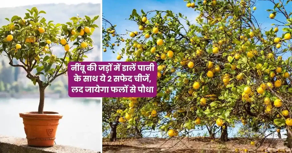 lemon gardening tips