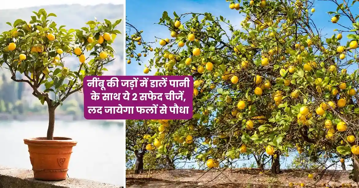 lemon gardening tips
