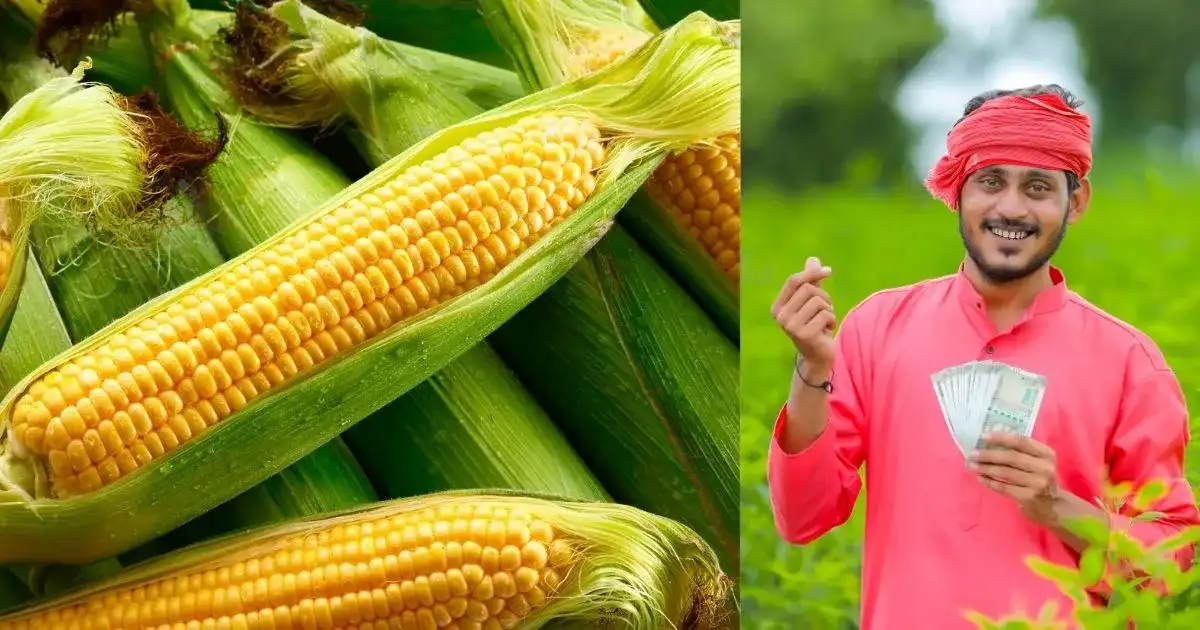 यह कंपनी छोटे किसानों की आय और मक्का उत्पादन बढ़ाने के लिए शुरू कर रही है मॉनसून मक्का फेस्टिवल