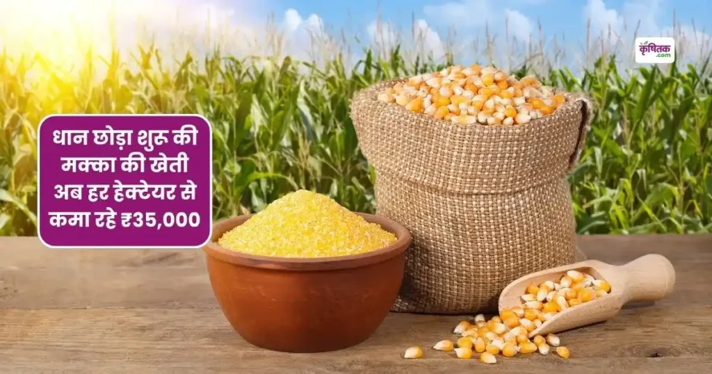 makke ki kheti
