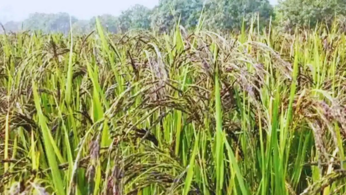 किसान करें सिर्फ इस धान के किस्म की खेती सरकार देगी ₹4000 का अनुदान