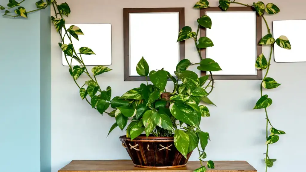 Monsoon Gardening Tips: घर का बागीचा खिल उठेगा बारिश में, लगाएं ये खास पौधे जो देते हैं रंग, रूप और ताजगी
