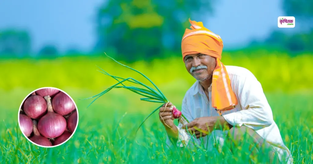 nashik variety ki pyaj