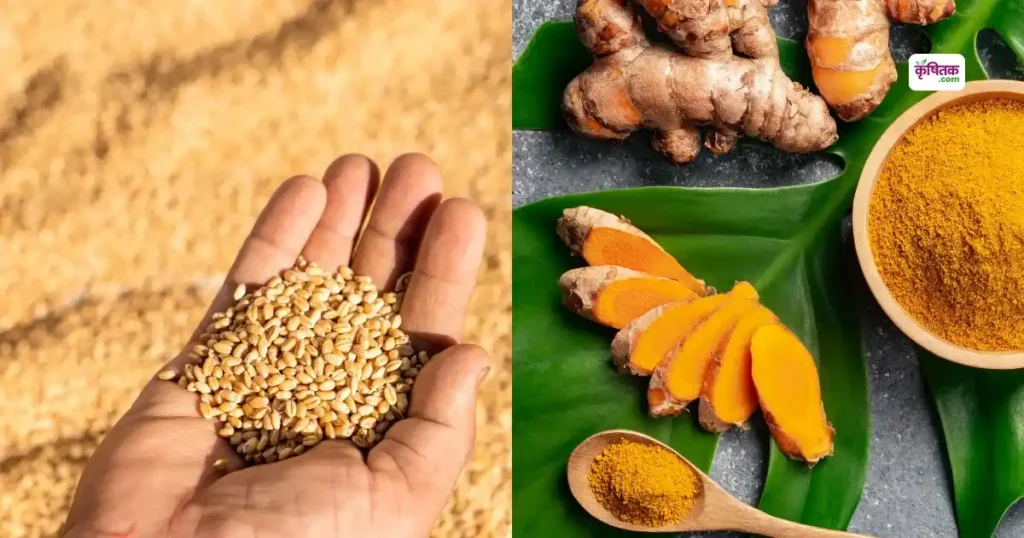 himachal pradesh me natural haldi aur genhu ki kharid shuru