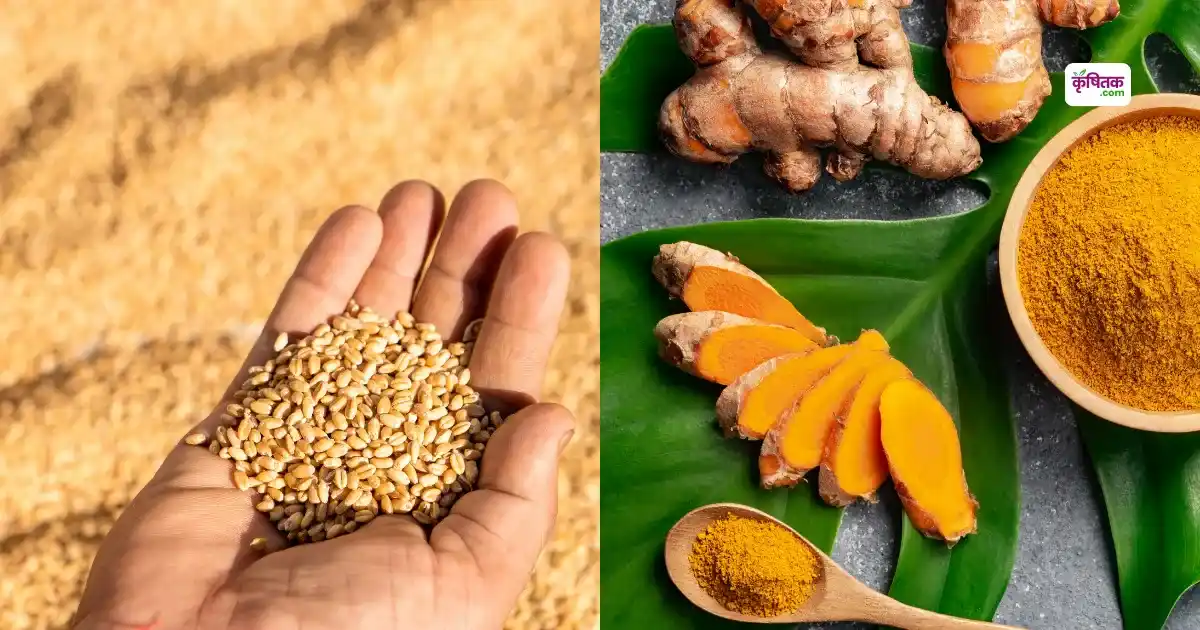 himachal pradesh me natural haldi aur genhu ki kharid shuru