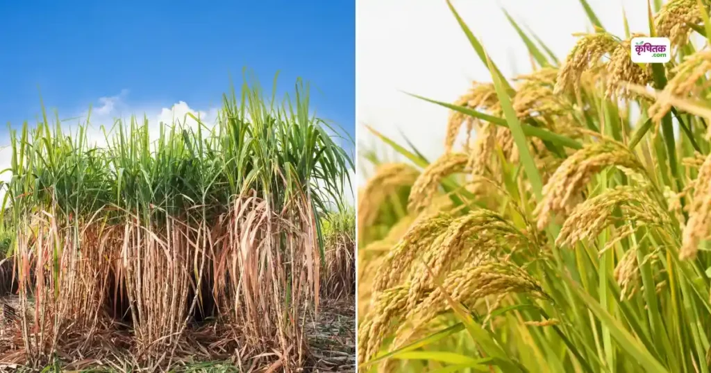 गन्ने के साथ अब उगेगा धान! कृषि वैज्ञानिकों की नई खोज से खेती में आएगी क्रांति