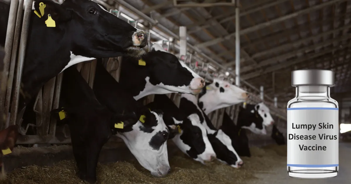 Bharat Biotech launches new vaccine Biolumpivaxin against lumpy skin disease