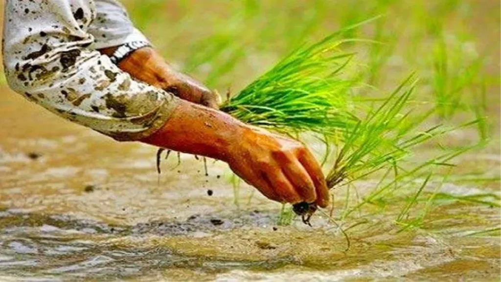 Scientific method of preparing the field for transplanting paddy