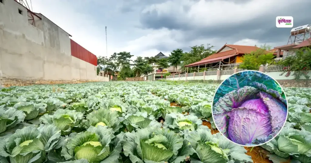 patta gobhi green challenger variety