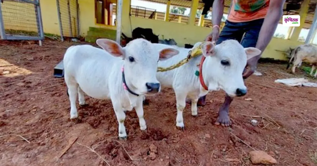 सिर्फ 24 इंच की ये अनोखी गाय देती है 1000 रुपये लीटर दूध, स्वाद ऐसा जैसे मलाई-रबड़ी!