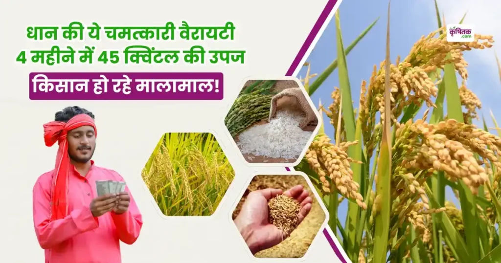 धान की ये हैं चमत्कारी वैरायटी 4 महीने में 45 क्विंटल की उपज, किसान हो रहे मालामाल!