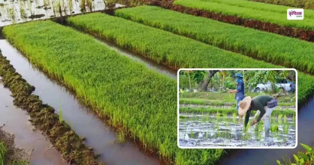 5 Tips For Yeilding Paddy Nursery