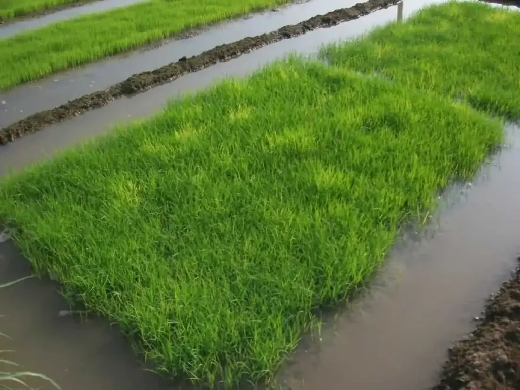 Paddy Nursery Tips In Hindi