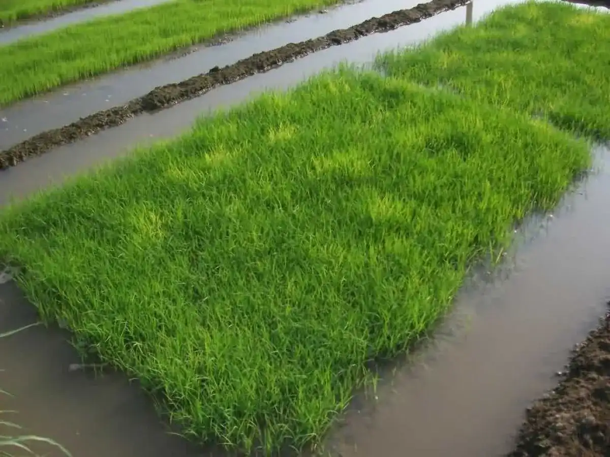 Paddy Nursery Tips In Hindi