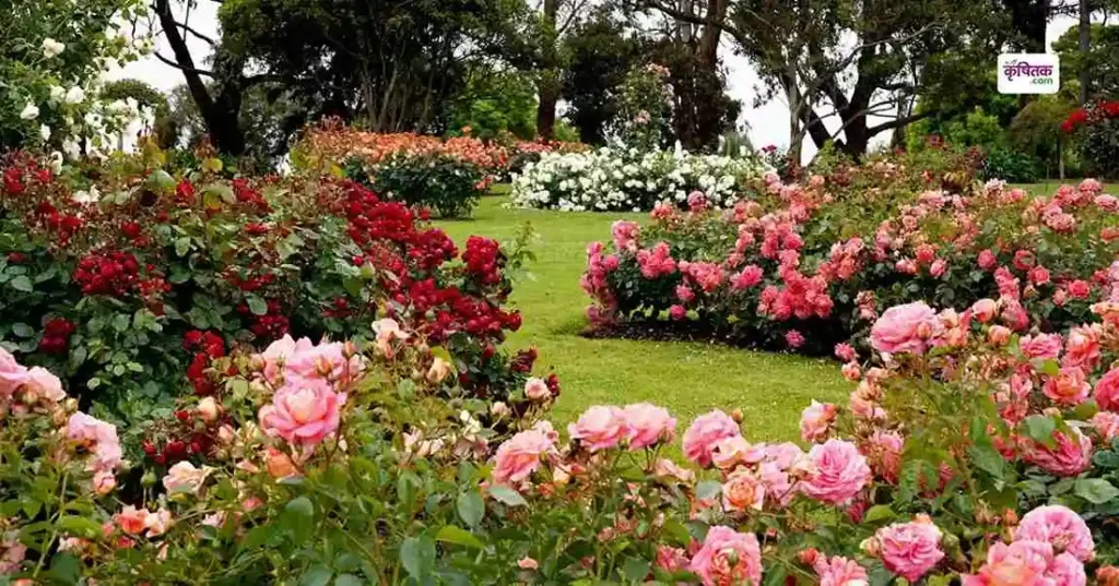 Rose Plants Care Tips