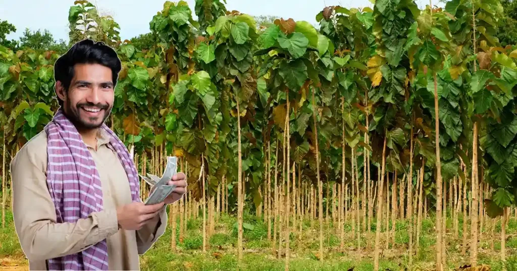 Teak Farming