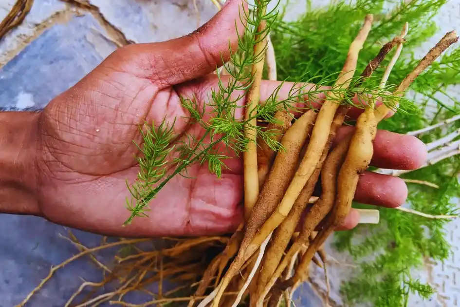 इन 3 महंगी सब्जियों की खेती से किसान बन रहे हैं लखपति, आप भी जान लें इनके नाम