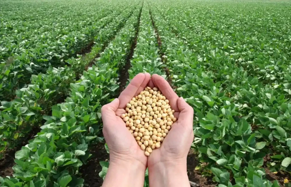 soybean Farming