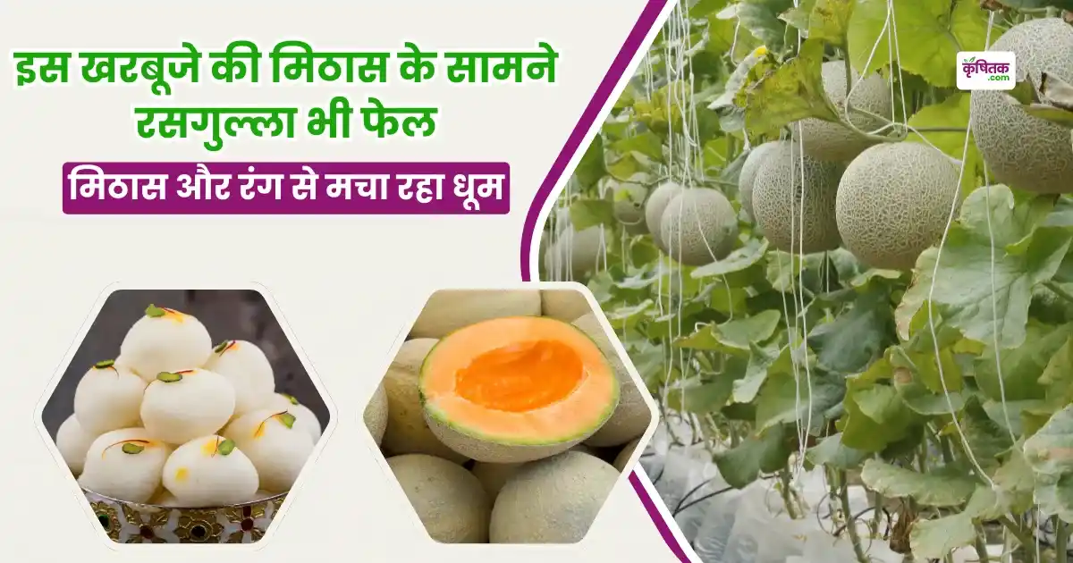 Muskmelon Thar Mahima Variety