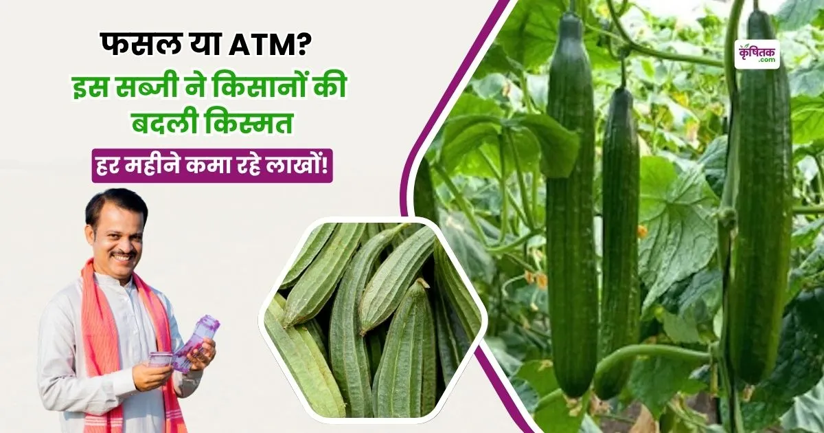 Torai Ki Kheti