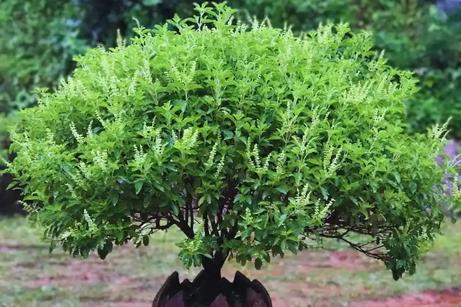 Monsoon Gardening Tips: घर का बागीचा खिल उठेगा बारिश में, लगाएं ये खास पौधे जो देते हैं रंग, रूप और ताजगी