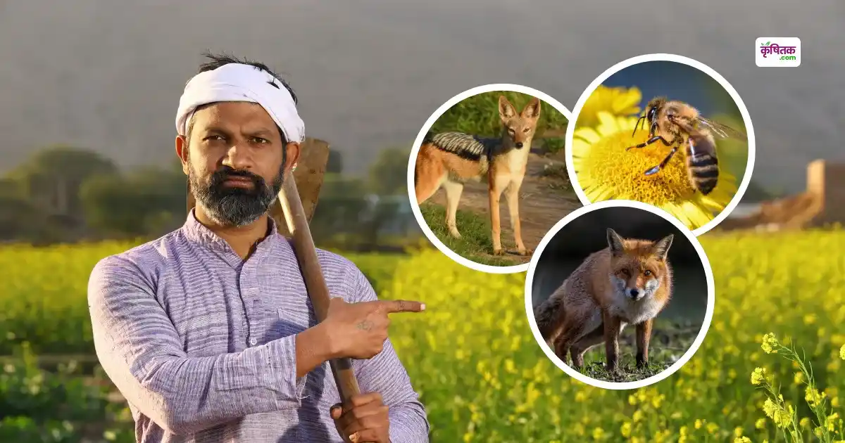 अब सियार, लोमड़ी और मधुमक्खियों का हमला भी माना जाएगा आपदा, मिलेगा 4 लाख तक का मुआवजा, जानिए पूरी स्कीम