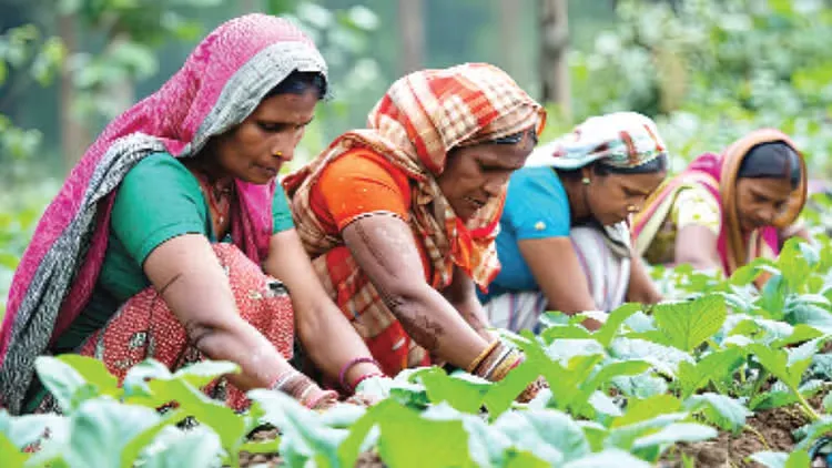 यूपी में गंगा किनारे शुरू होगी प्राकृतिक खेती