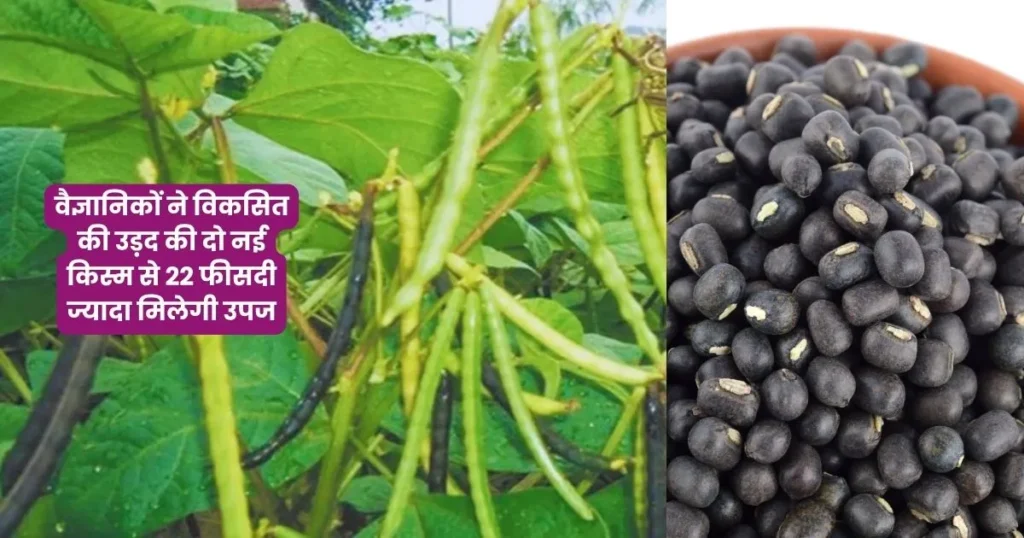 Two new varieties of urad Pant 13 and Pant 14