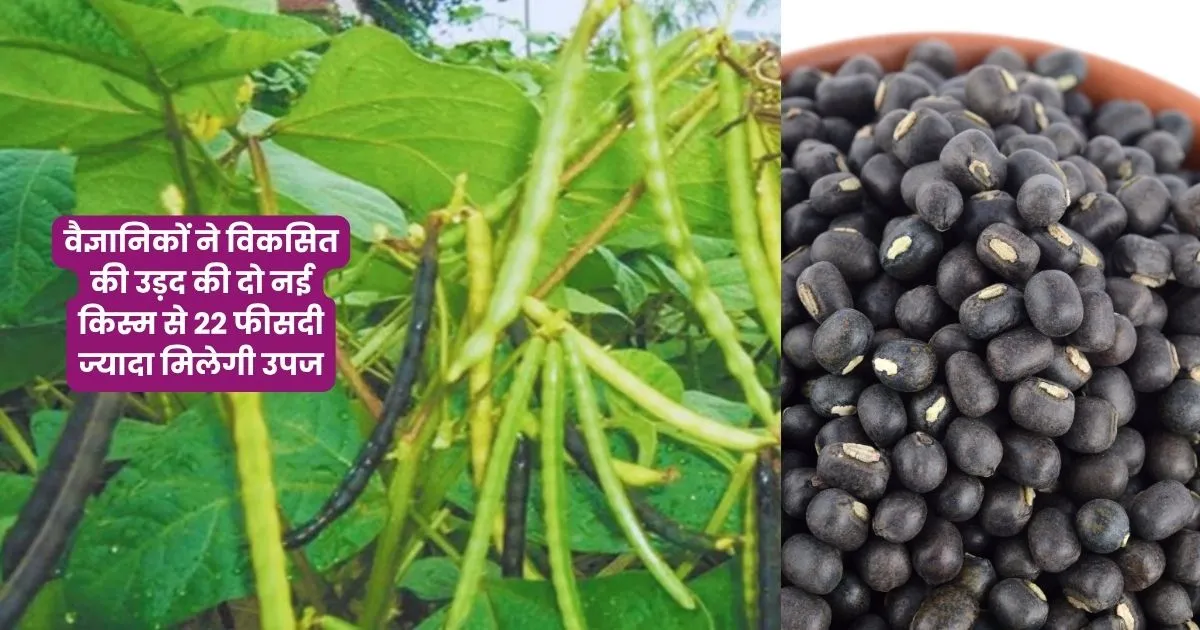 Two new varieties of urad Pant 13 and Pant 14