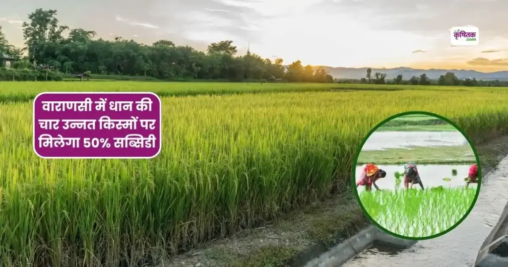 50% subsidy will be available on four improved varieties of paddy in Varanasi