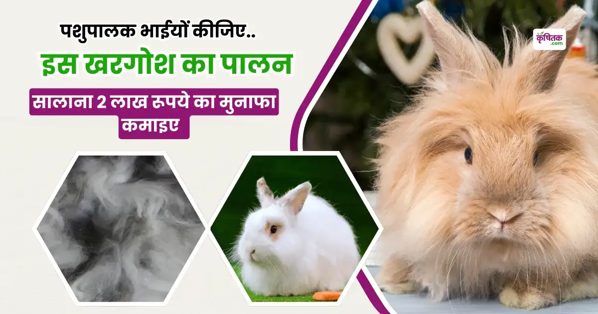 Angora Khargosh Palan