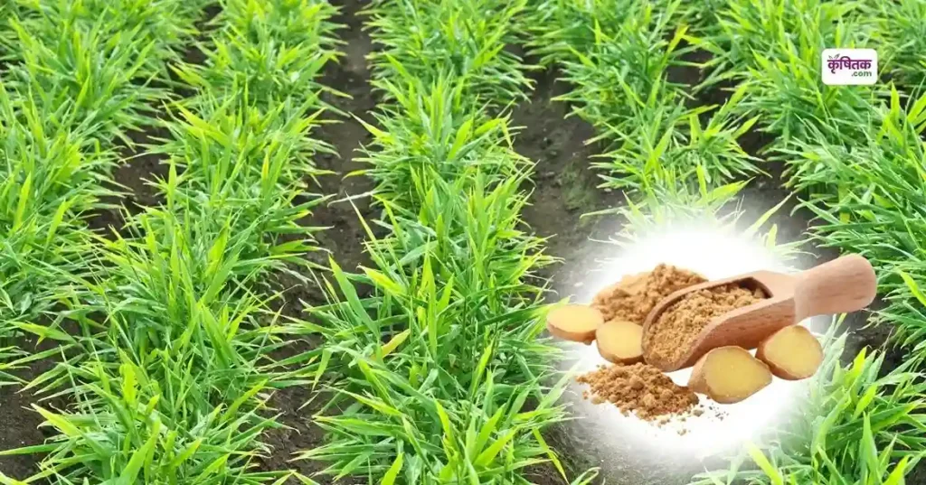 Cultivation of Suprabha variety of ginger