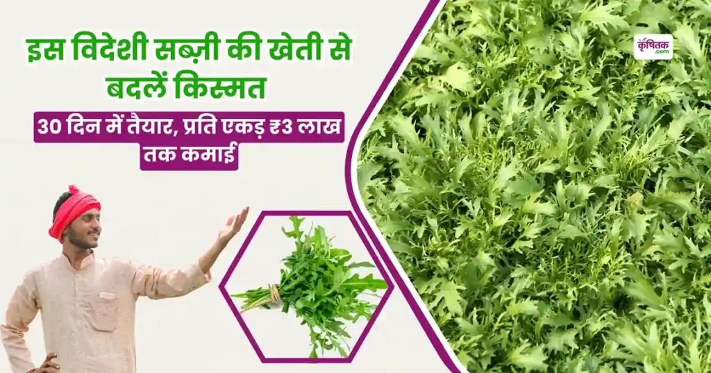 Arugula Ki Kheti